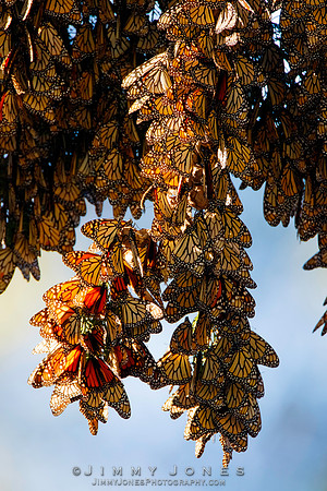 Monarch Cluster