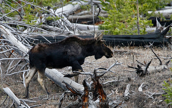 Moose