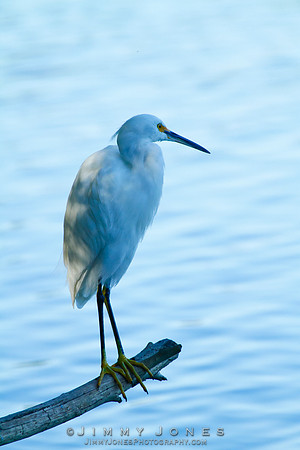 Snowy Egret
