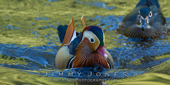 Mandarin Ducks