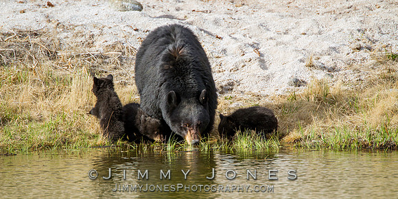 Black Bear Sow with Cubs