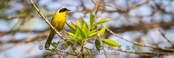 Common Yellowthroat - BS/P0053