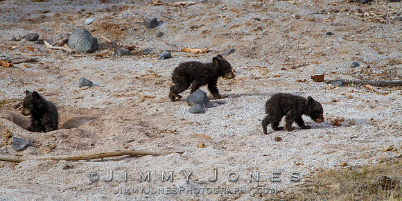 Black Bear Cubs
