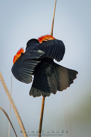 Red-Winged Blackbird