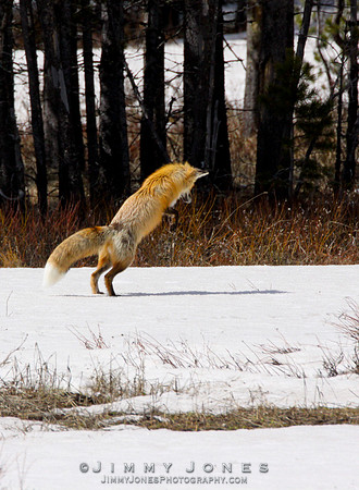 Red Fox Leap