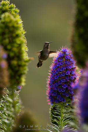 Anna's Hummingbird
