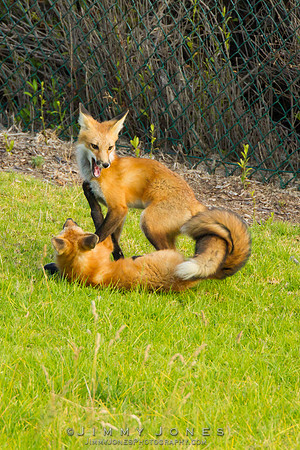 Red Fox
