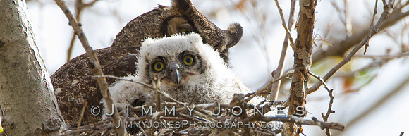 Great Horned Owls - BS/P0048