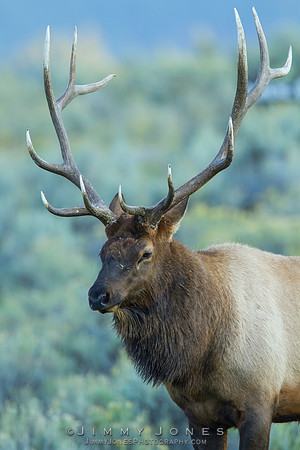 Bull Elk