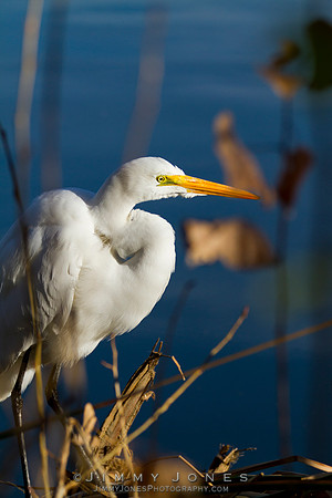 Great White Egret