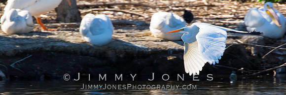 Great White Egret