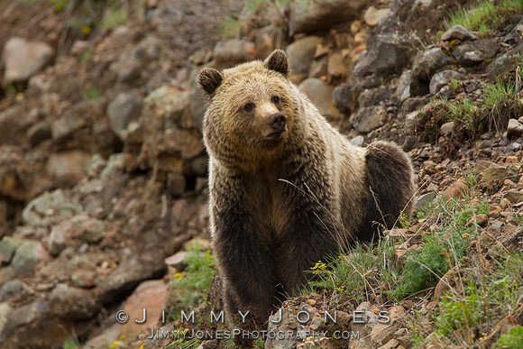 Grizzly Bear