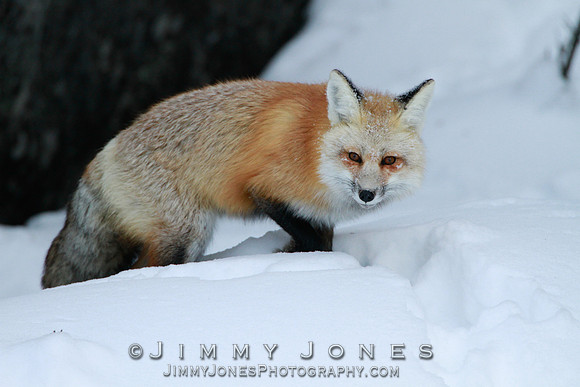 Red Fox