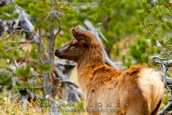 Elk Calf