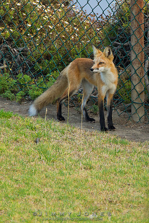 Red Fox
