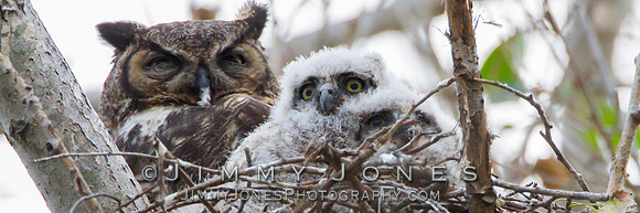 Great Horned Owls - BS/P0047