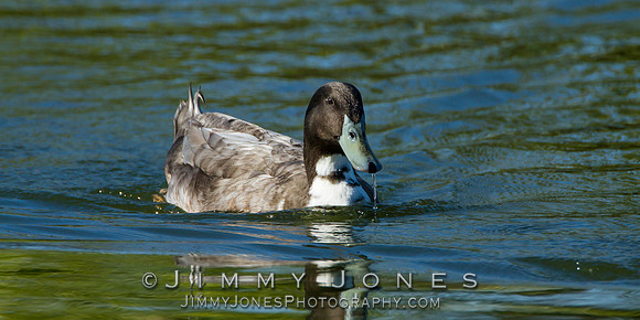 Rare Dark Ruddy Duck