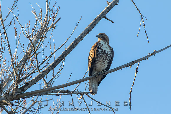 Imature Red-Tailed Kawk