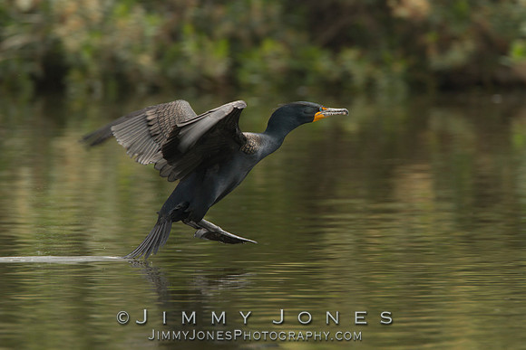 Double-Crested Cormorant