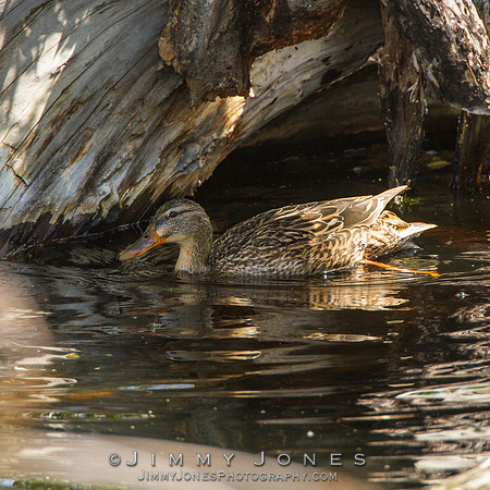 Female Mallard