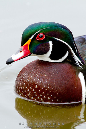 Wood Duck