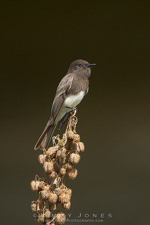 Black Phoebe
