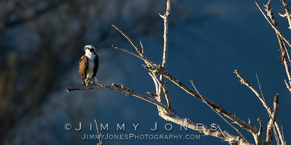 Osprey