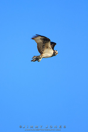 Osprey