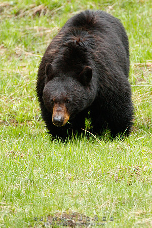 Black Bear
