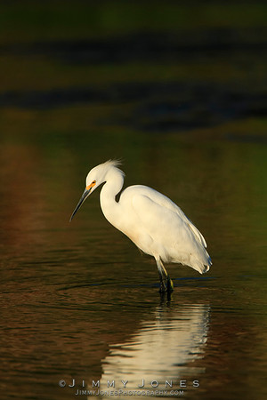 Snowy Egret