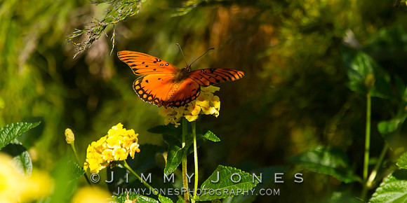 Fritillary, Gulf Agraulis vanillae