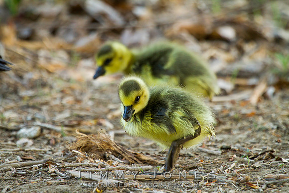 Canadian Goose Chicks
