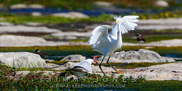Snowy Egret with Elegant Tern