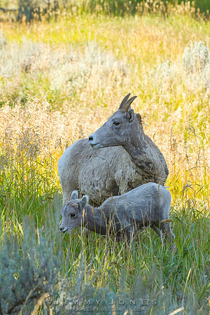 Big Horn Sheep - CS/P0348