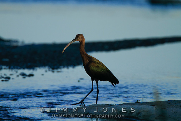 White-Faced Ibis