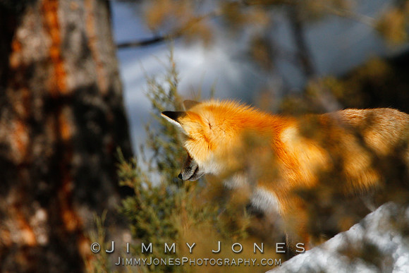 Red Fox