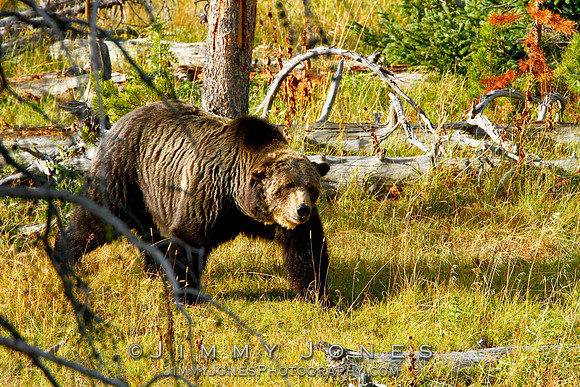 Scarface Grizzly