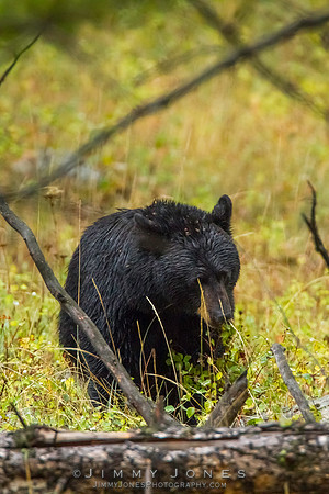 Black Bear