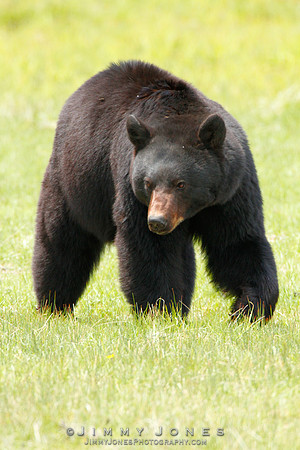 Black Bear