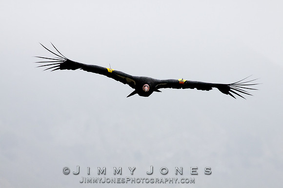 California Condor