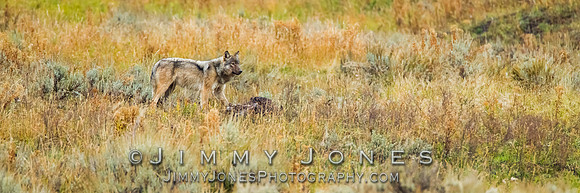 Gray Wolf - BS/P0083