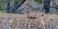 Black-Tail Deer