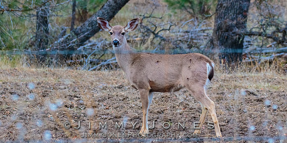 Black-Tail Deer