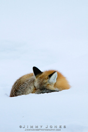 Red Fox