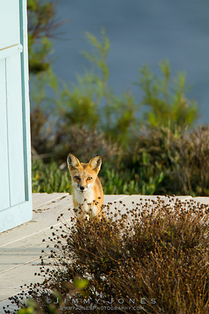 Red Fox