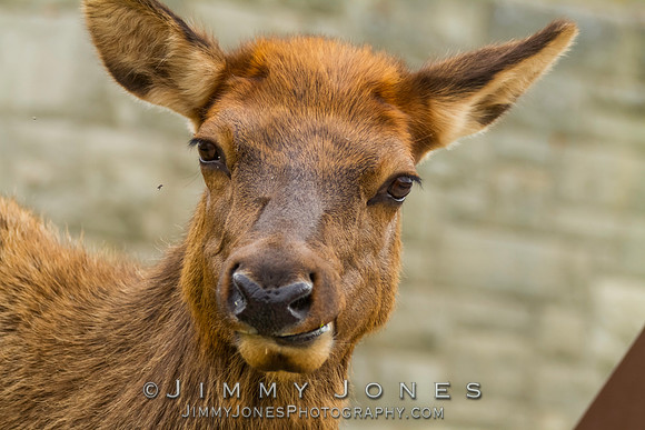 Elk Calf