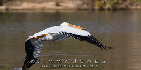 White Pelican