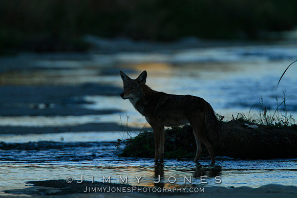 Coyote