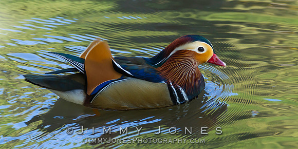 Mandarin Duck