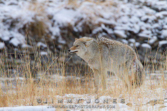 Coyote